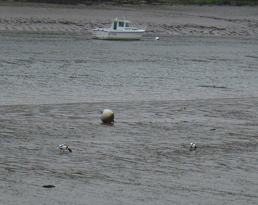 OISEAUX - canard tadorn 001