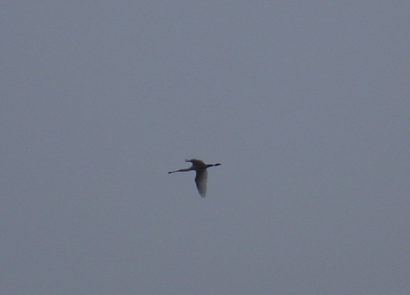 OISEAUX - Spatule blanche - Platalea leucorodia
