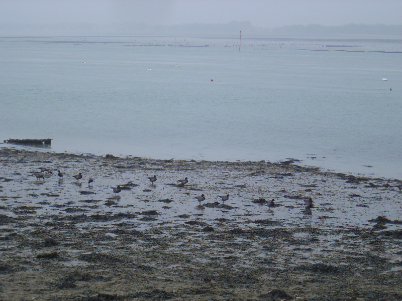 OISEAUX - oies_bernaches-008