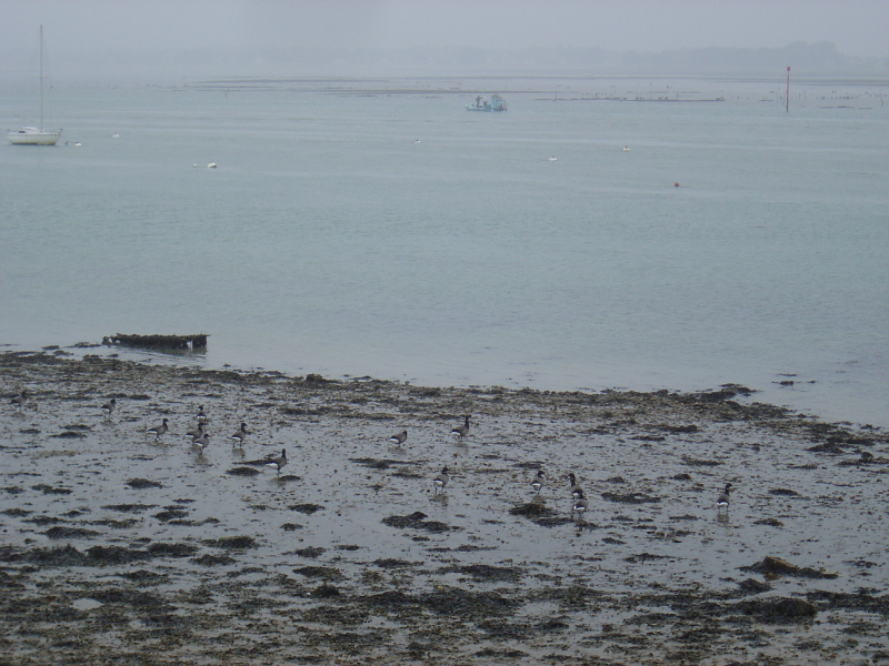 OISEAUX - oies_bernaches-007