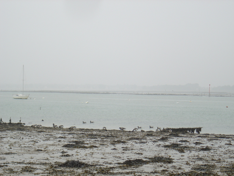 OISEAUX - oies_bernaches-006