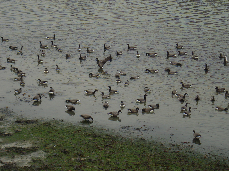 OISEAUX - oies_bernaches-005