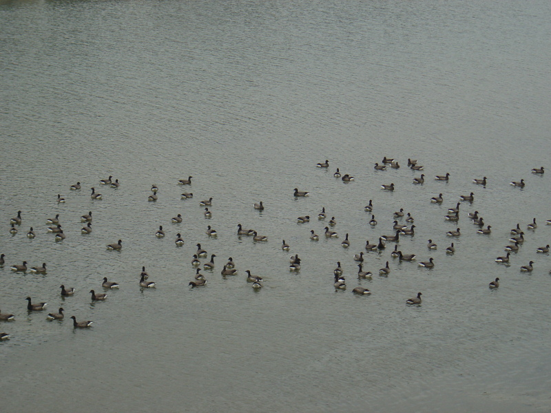 OISEAUX - oies_bernaches-004