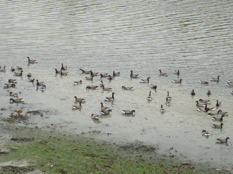 OISEAUX - oies_bernaches-003