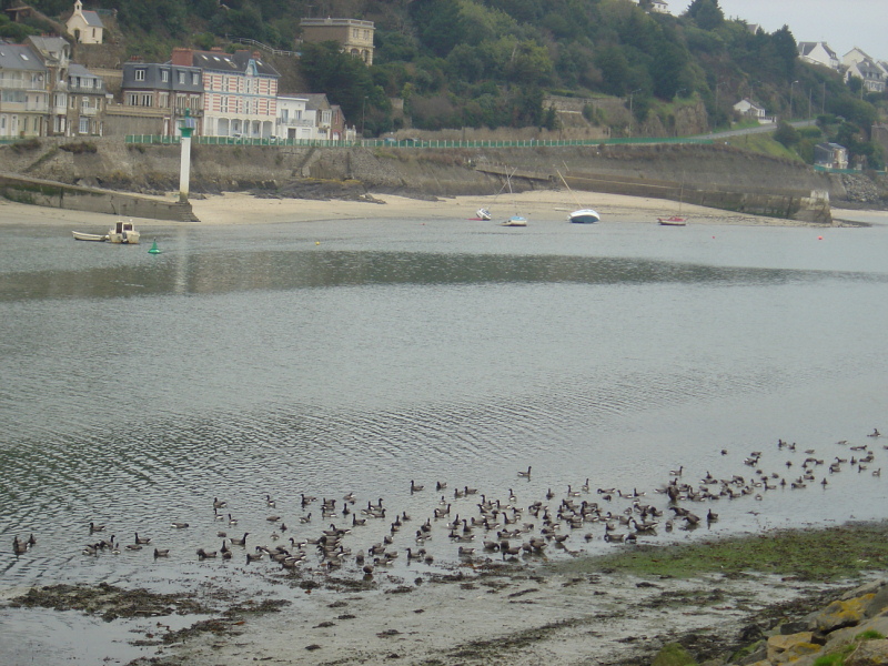 OISEAUX - oies_bernaches-002