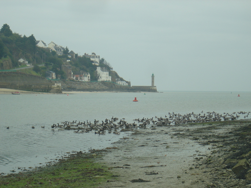 OISEAUX - oies_bernaches-001