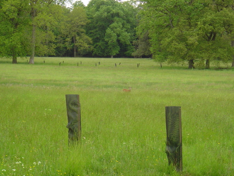 CERVIDES - chevreuil 006