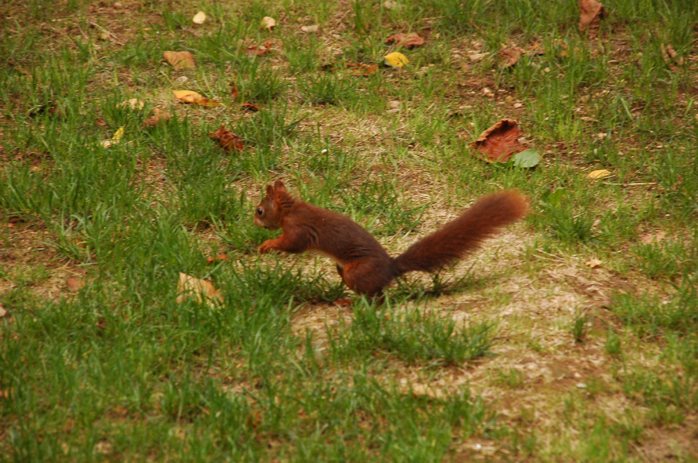 Ecureuil-002