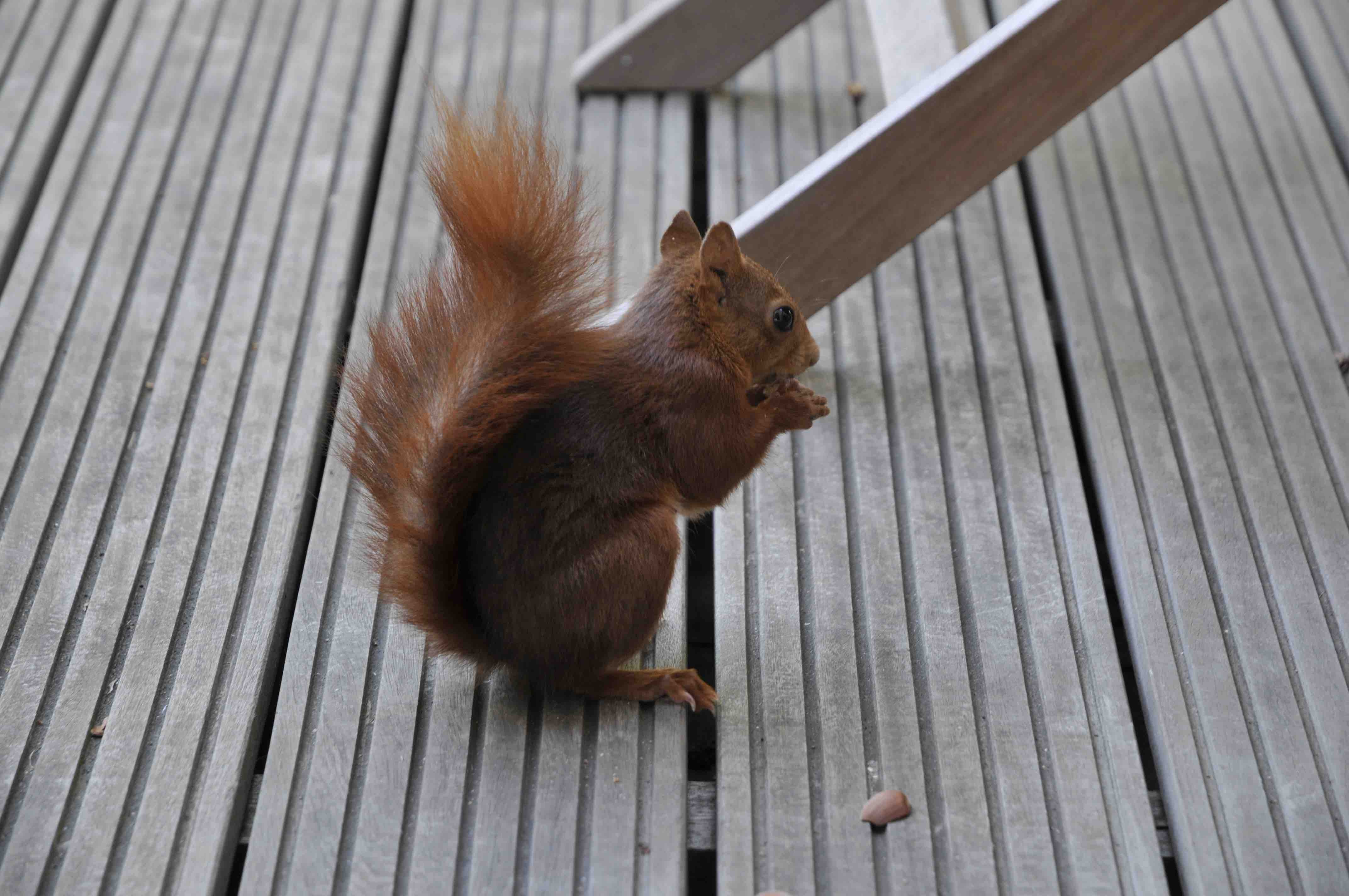 Ecureuil-maison-1475