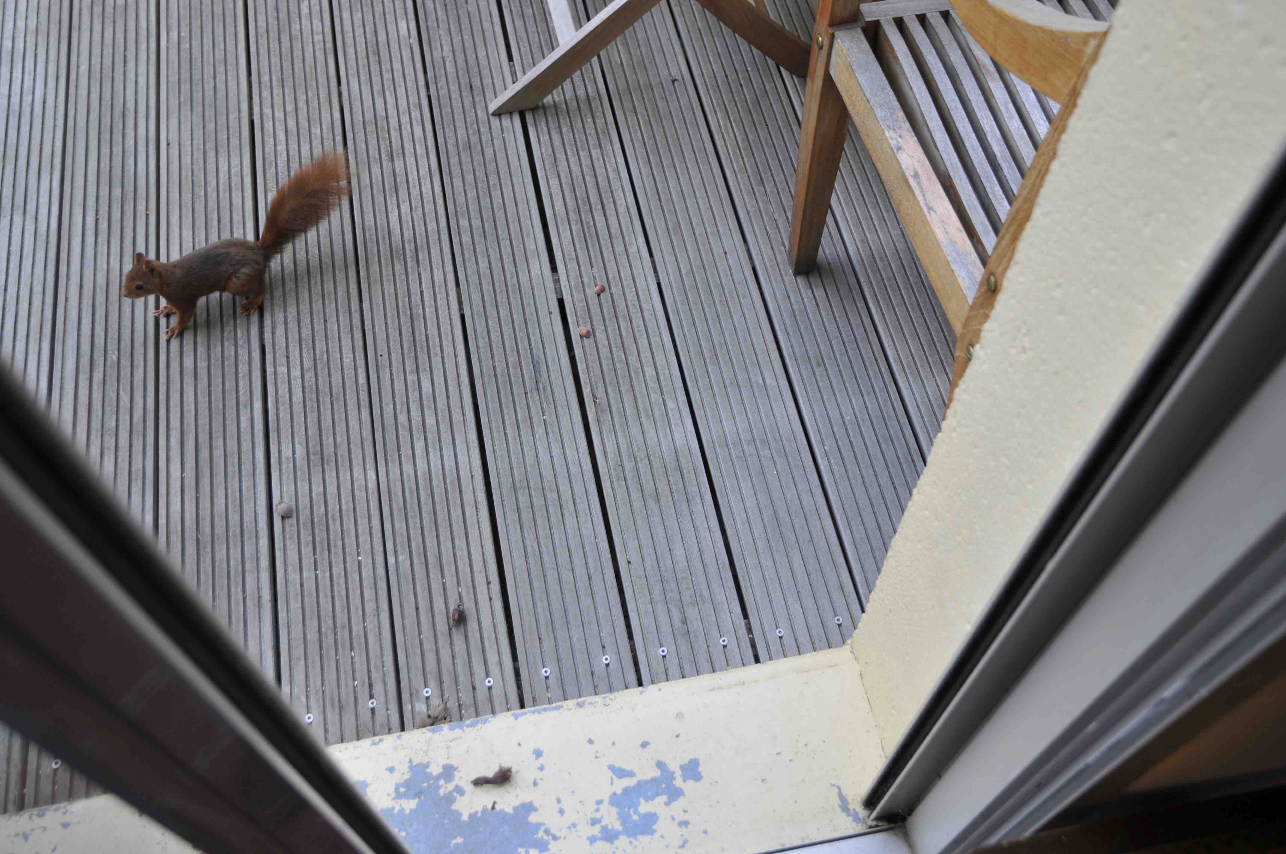 Ecureuil-maison-1478