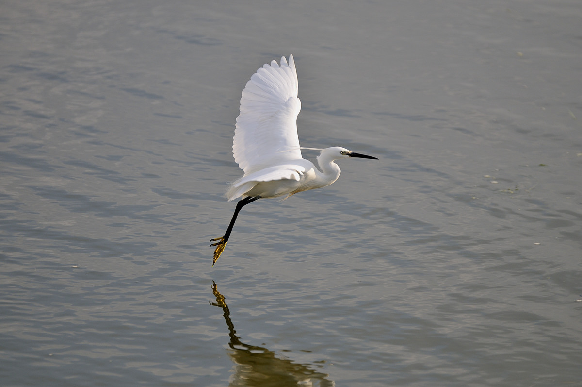 Oiseau-Oléron-13410