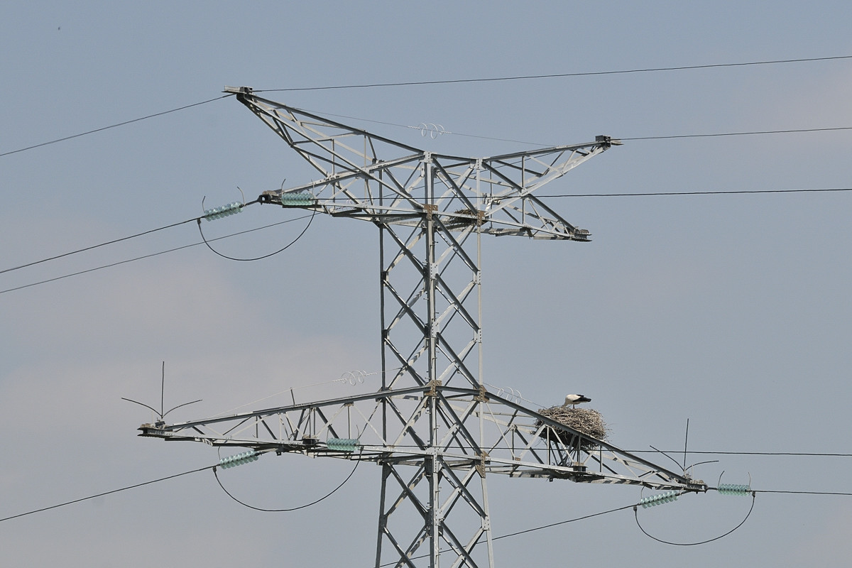 Oiseau-Oléron-13484