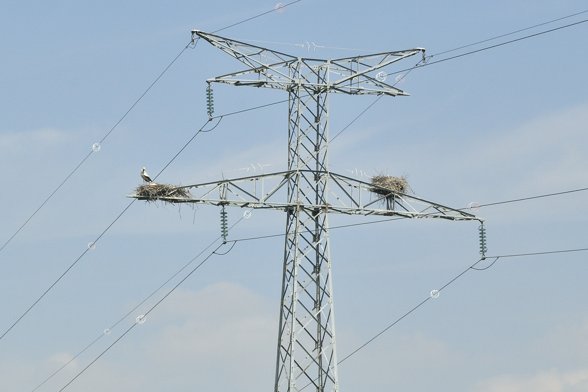 Oiseau-Oléron-13499