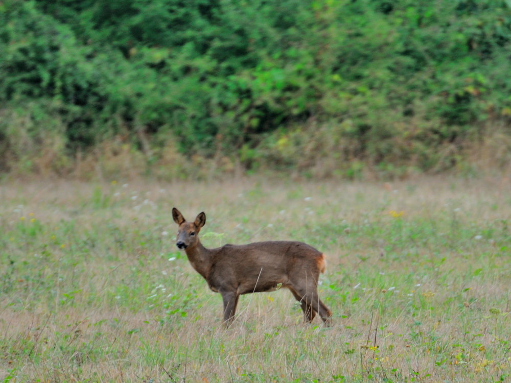 CERVIDES - chevreuil 001