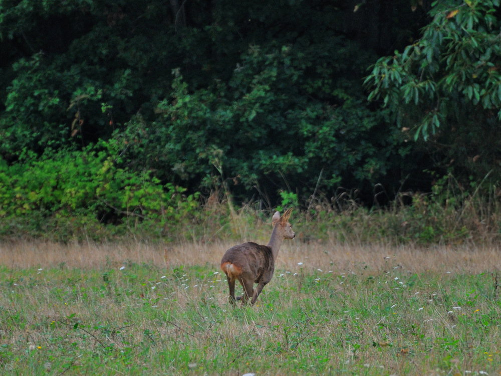 CERVIDES - chevreuil 002