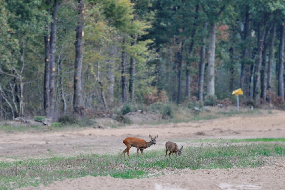 CERVIDES - chevreuil 003