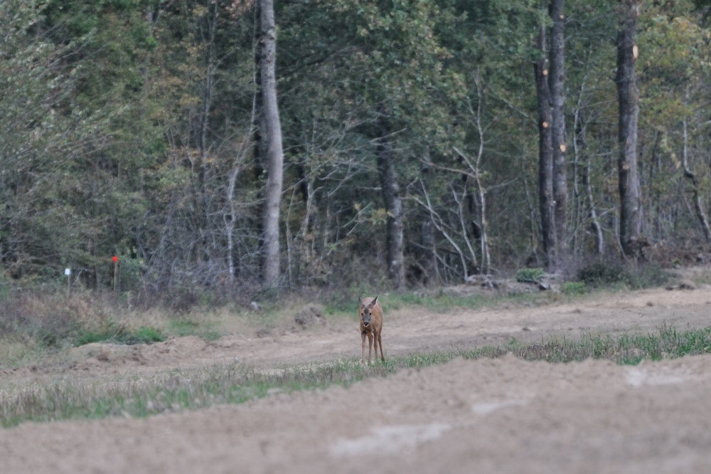 CERVIDES - chevreuil 004