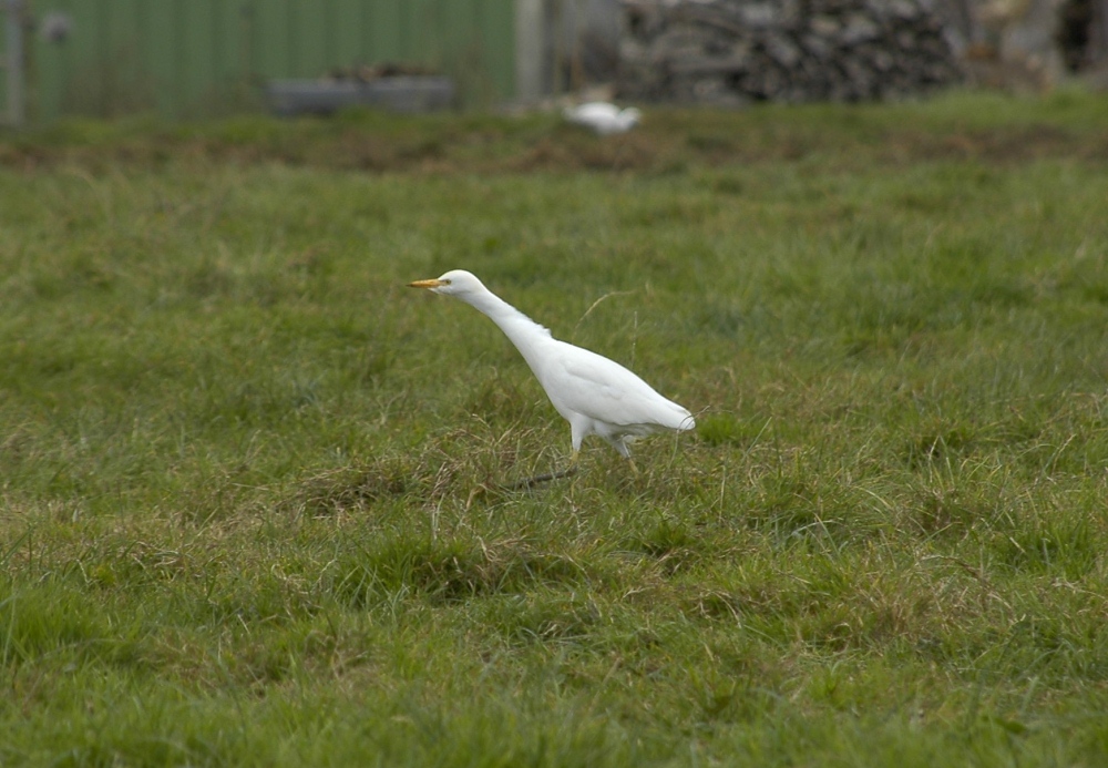 OISEAUX - Héron garde-boeuf