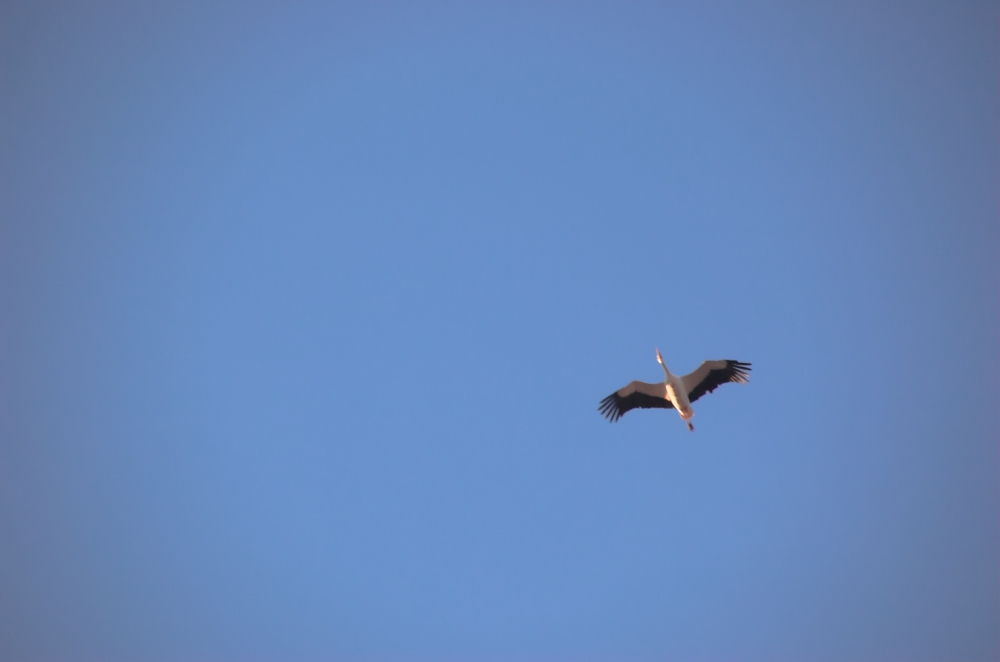 OISEAUX - Cigogne-010