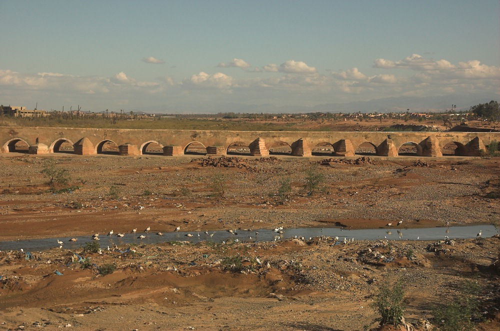 OISEAUX - Cigogne-011