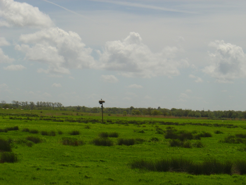 OISEAUX - Cigogne-012