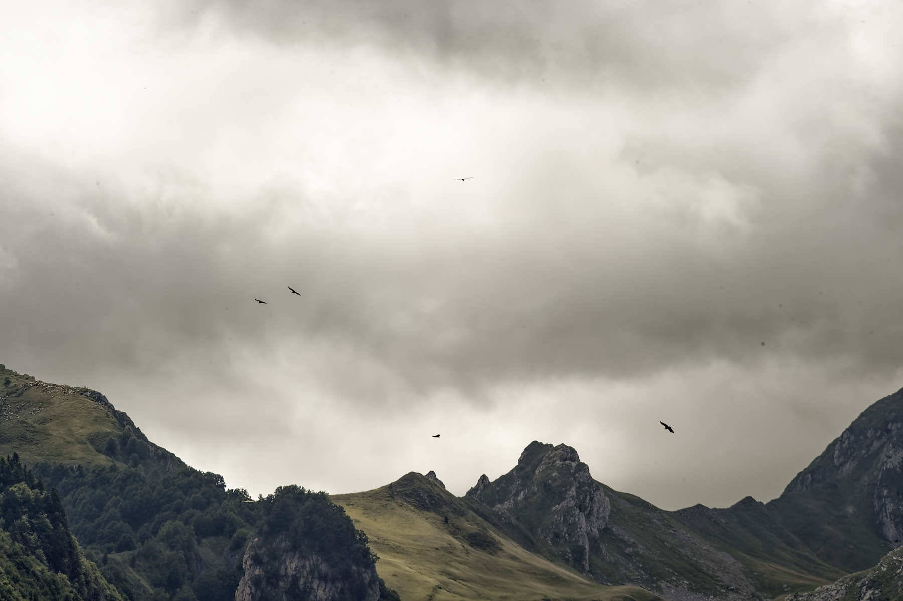 Vautours-Pyrénées D422768