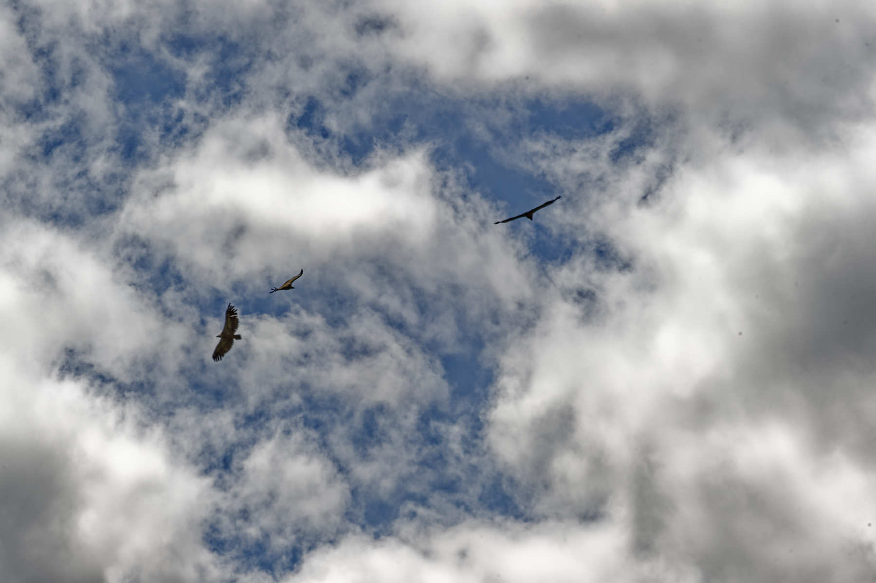 Vautours-Pyrénées D422795