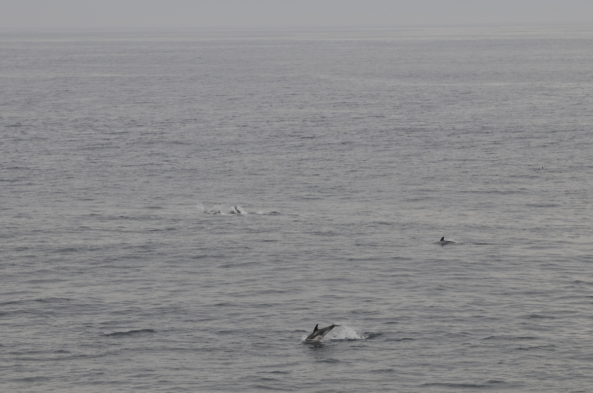 ETE-2013-En-Mer-14529